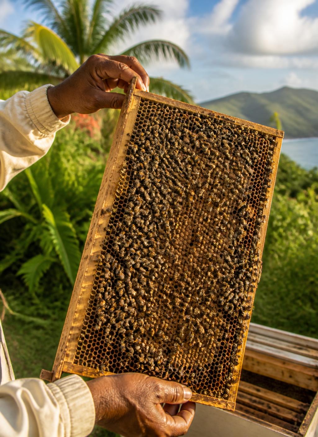 Beekeeper holding a hive frame above the Saint Vincent coastline